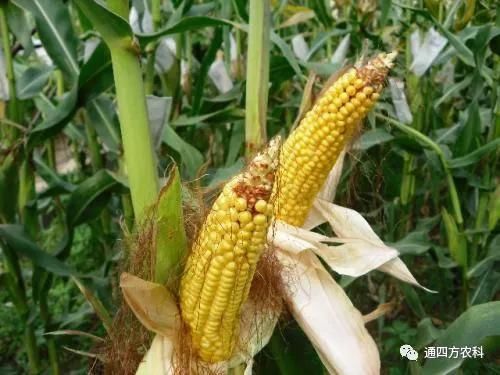 ���׶d���c�՗U��ԭ����