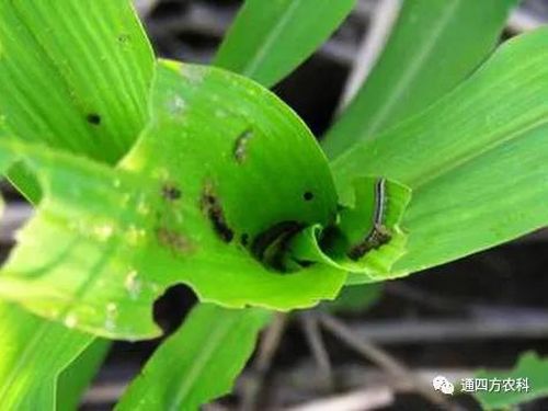 ���הQ����ô�k����ץ�o��Q��Ӱ푮a��!!!