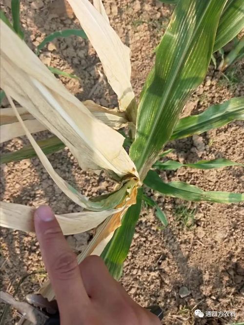 ���쵽��(l��i)��������ģʽ���_(k��i)������(du��)������ɶΣ��������A(y��)����