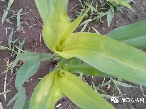 ���הQ����ô�k����ץ�o��Q��Ӱ푮a��!!!